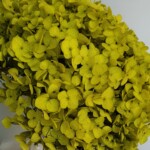 Гортензия стабилизированная фисташковая