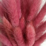 Лагурус сухоцвет розово-лиловый