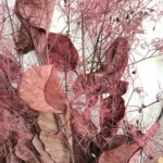 Скумпия стабилизированная винная