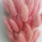 Лагурус сухоцвет светло-лиловый