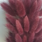 Лагурус сухоцвет винный