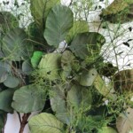 Скумпия стабилизированная зеленая