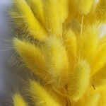 Лагурус сухоцвет желтый