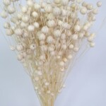 Лен сухоцвет белый