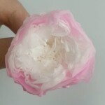 Роза пионовидная стабилизированная белый центр ярко-розовый вокруг