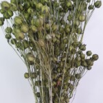 Лен сухоцвет болотный