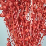 Лен сухоцвет красный