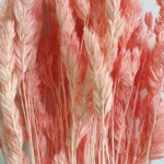 Ежа сборная сухоцвет нежно-розовый