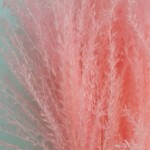 Мискантус сухоцвет розовый