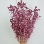 Лен сухоцвет сиреневый