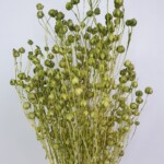 Лен сухоцвет зеленый