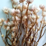 Амобиум сухоцвет белый