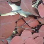 Эвкалипт стабилизированный "Популюс" бордо