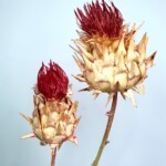 Артишок сухоцвет красный