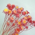 Карлина сухоцвет малиновый