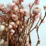 Амобиум сухоцвет нежно-розовый