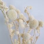 Мордовник сухоцвет выбеленный