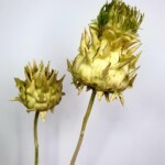 Артишок сухоцвет зеленый