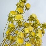 Карлина сухоцвет зеленый