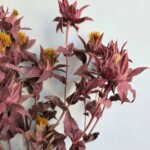 Сафлор стабилизированный бордовый