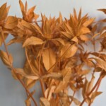 Сафлор стабилизированный оранжевый