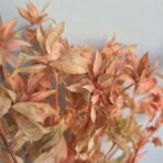 Сафлор стабилизированный розовый персик