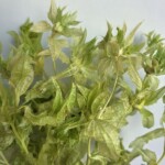 Сафлор стабилизированный салатовый