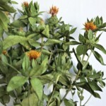 Сафлор стабилизированный зеленый