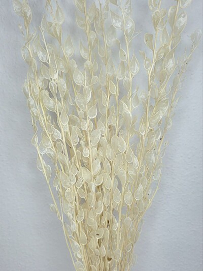 Фигибия сухоцвет