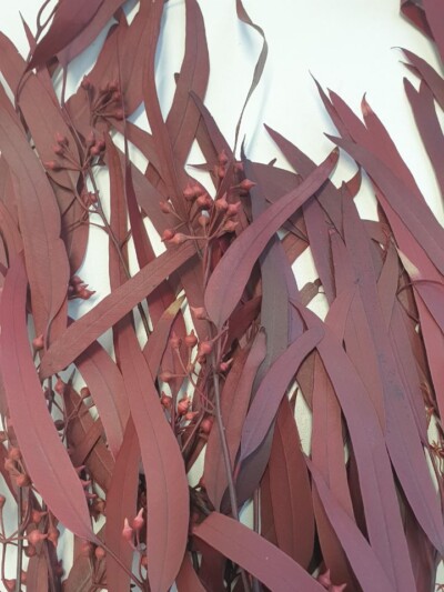 Эвкалипт стабилизированный "Николи" бордо