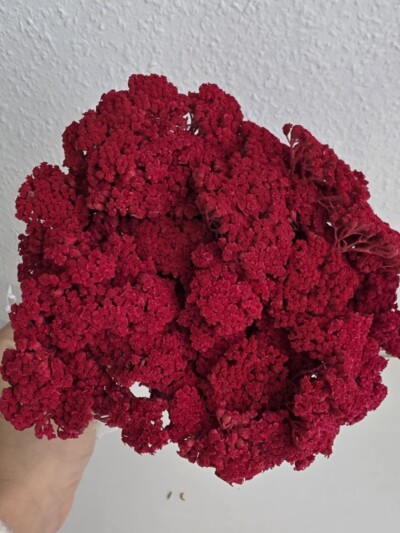 Тысячелистник стабилизированный бордо