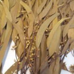 Эвкалипт стабилизированный "Николи" горчичный