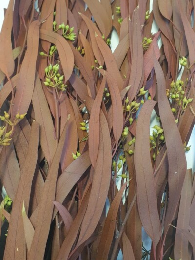 Эвкалипт стабилизированный "Николи" коричневый