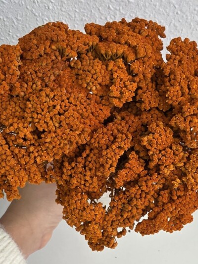 Тысячелистник стабилизированный оранжевый