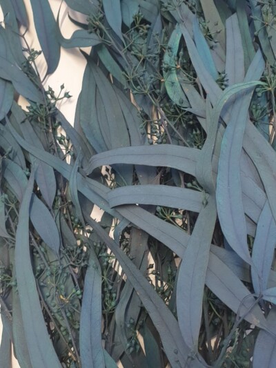 Эвкалипт стабилизированный "Николи" зелено-голубой