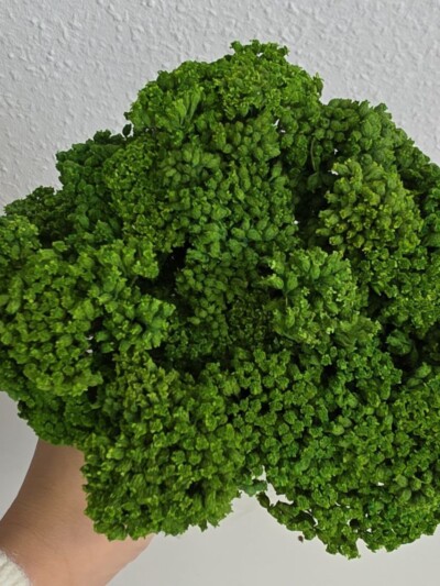 Тысячелистник стабилизированный зеленый