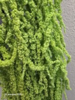 Амарант стабилизированный оливковый