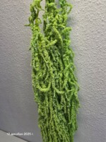 Амарант стабилизированный оливковый — изображение 2