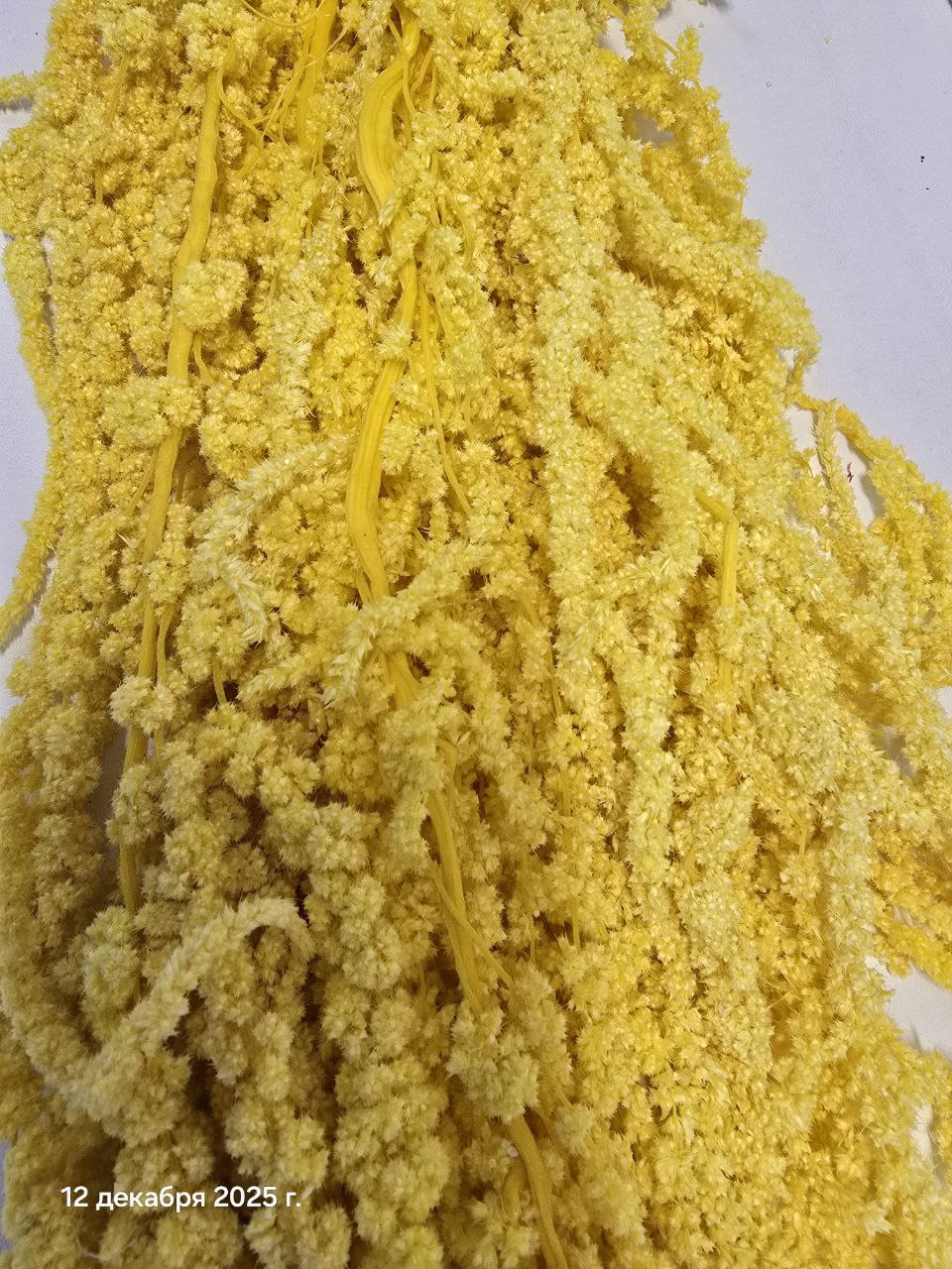 желтый1 Амарант стабилизированный желтый — изображение 1