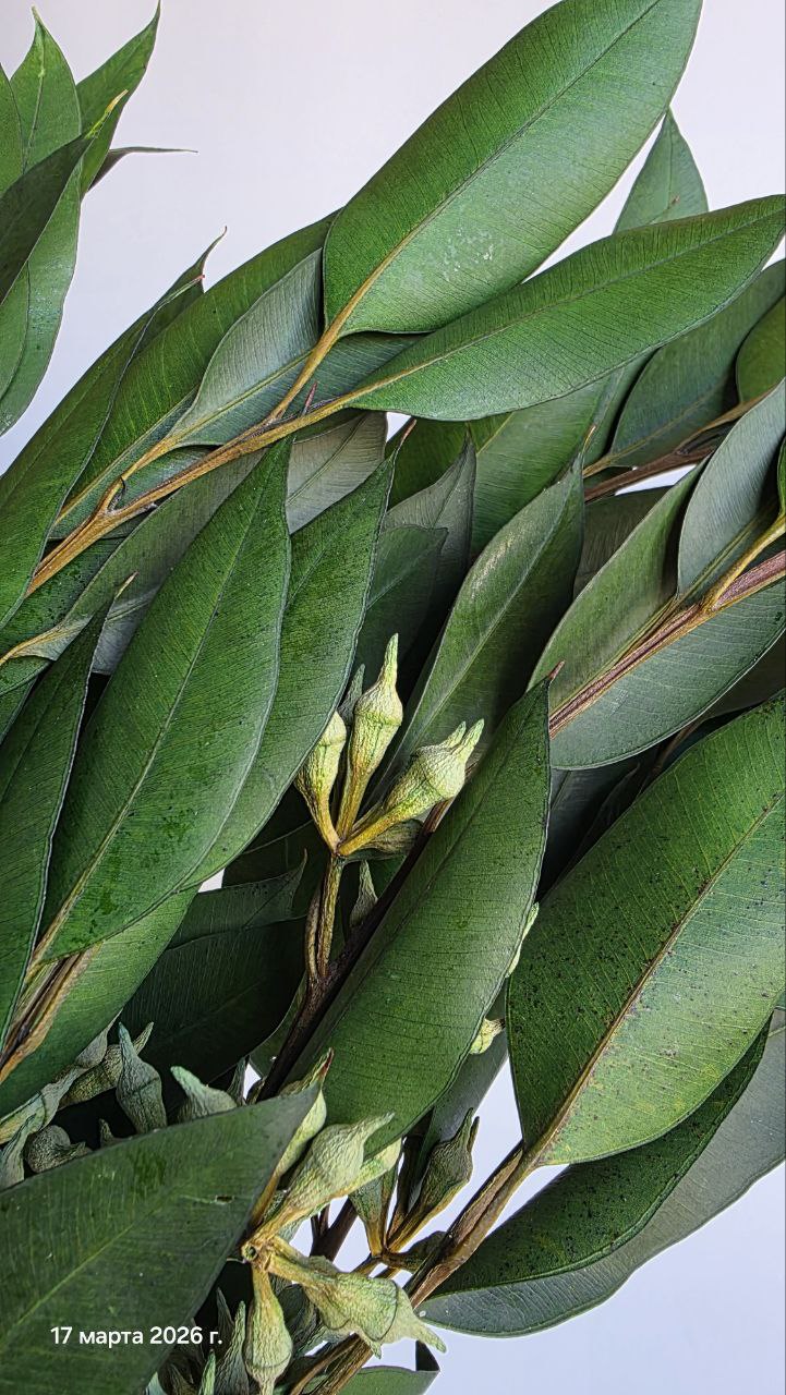 1 Листья апельсинового дерева (стабилизированные) — изображение 1