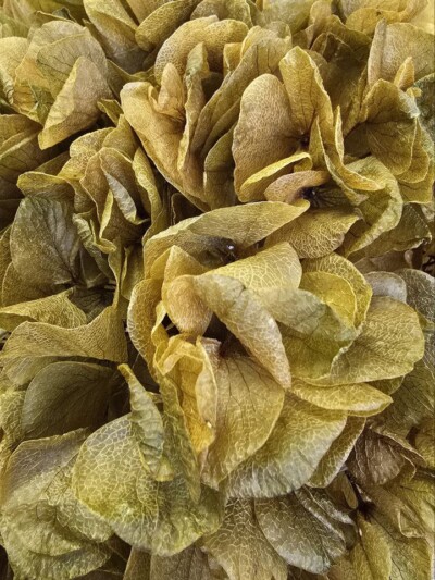 Гортензия макрофила стабилизированная оливковая