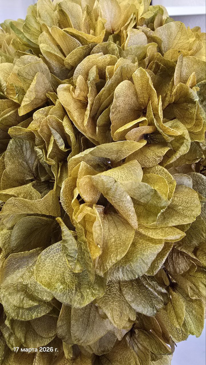 оливка1 Гортензия макрофила стабилизированная оливковая — изображение 1