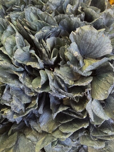 Гортензия макрофила стабилизированная темная лазурь